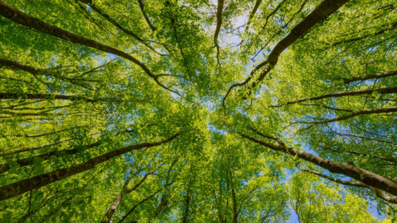 A look up at vibrant green-leafed trees and a blue sky.